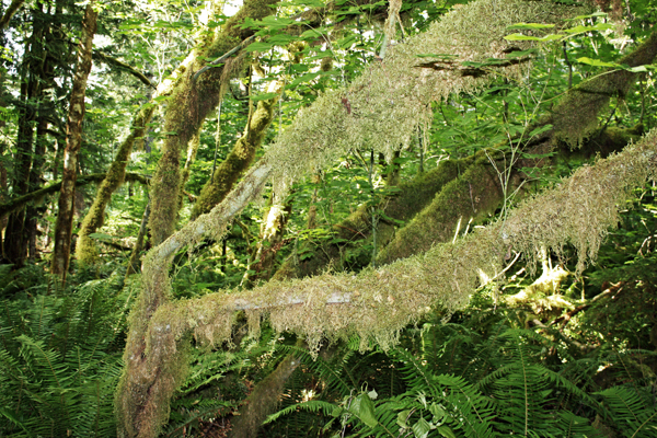 moss covered tree branches
